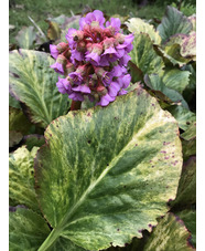 Bergenia cordifolia 'Tubby Andrews'