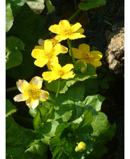 Caltha palustris