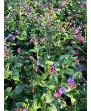 Pulmonaria saccharata 'Reginald Kaye'