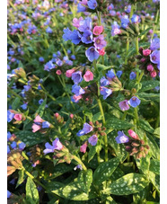 Pulmonaria saccharata 'Reginald Kaye'