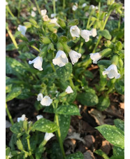 Pulmonaria 'Sissinghurst White'