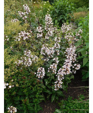 Penstemon digitalis 'Husker Red'