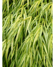 Hakonechloa macra 'Aureola'