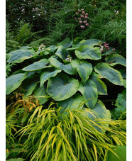 Hosta 'Frances Williams' (sieboldiana)