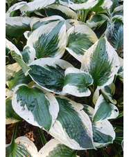 Hosta 'Patriot'