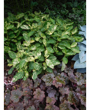 Persicaria virginiana Variegated Group