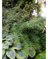 Polygonatum verticillatum