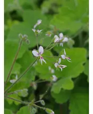 Pelargonium tomentosum