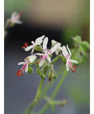 Pelargonium crithmifolium Seed Form