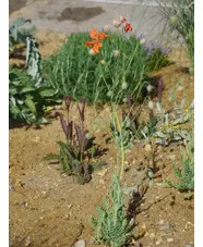 Papaver triniifolium