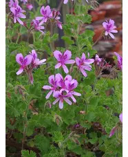 Pelargonium 'Queen of the Lemons'