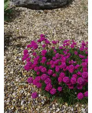Armeria maritima 'D&uuml;sseldorfer Stolz'
