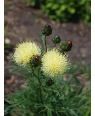 Centaurea ruthenica