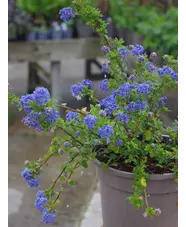 Ceanothus 'Blue Mound'