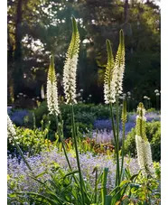 Eremurus himalaicus (DB)