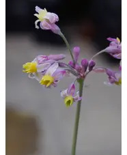 Tulbaghia 'Cosmic'