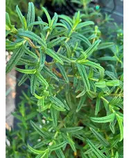 Cistus monspeliensis
