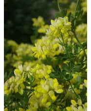 Coronilla valentina subsp. glauca 'Citrina'