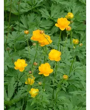 Trollius x cultorum 'Feuertroll'