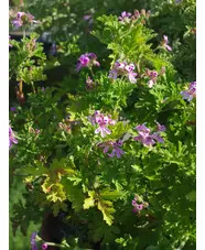 Pelargonium 'Graveolens'
