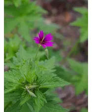Geranium 'Hannah'