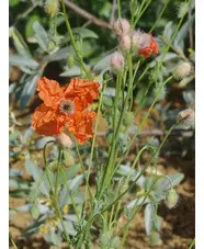 Papaver triniifolium