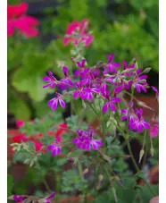 Pelargonium 'Deerwood Lavender Lad'