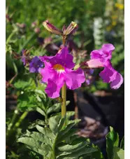 Incarvillea delavayi