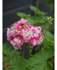 Pelargonium 'Apple Blossom Rosebud'
