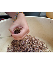 Seed Propagation Masterclass with Emily Allard