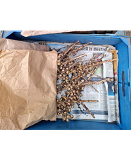 Seed Propagation Masterclass with Emily Allard