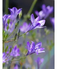 Triteleia laxa