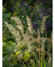 Calamagrostis brachytricha