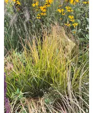 Carex testacea
