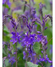 Veronica perfoliata