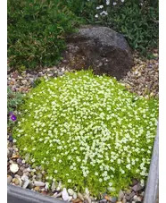 Sagina subulata var. glabrata 'Aurea'