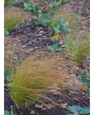Carex testacea