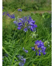 Agapanthus Headbourne hybrids
