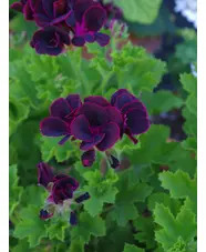 Pelargonium 'Lord Bute'