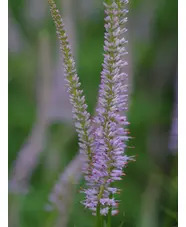 Veronicastrum virginicum 'Lavendelturm'