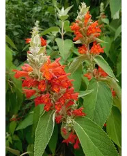 Colquhounia coccinea