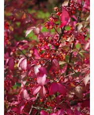 Euonymus alatus