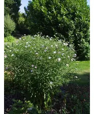 Symphyotrichum puniceum