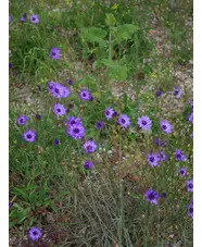 Catananche caerulea