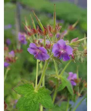 Geranium platyanthum