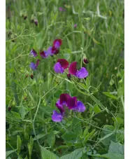 Lathyrus odoratus 'Cedric Morris'