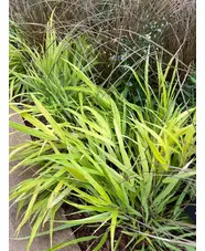 Hakonechloa macra [Sunflare] ('Habsfl007')
