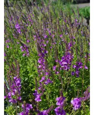 Veronica 'Ellen Mae'