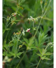 Geranium shensianum 1L (syn. refractum)