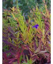 Scutellaria baicalensis